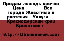 Продам лошадь срочно › Цена ­ 30 000 - Все города Животные и растения » Услуги   . Краснодарский край,Кропоткин г.